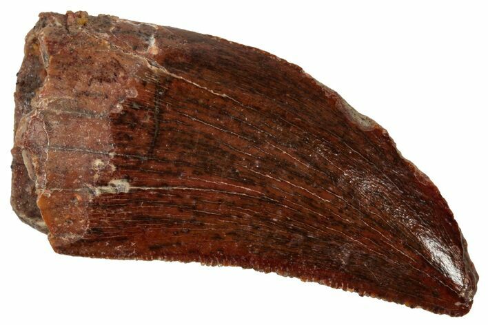 Serrated, Theropod (Deltadromeus?) Tooth - Morocco #341230